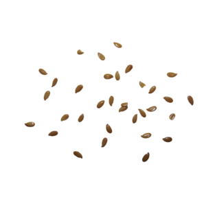 seed 4