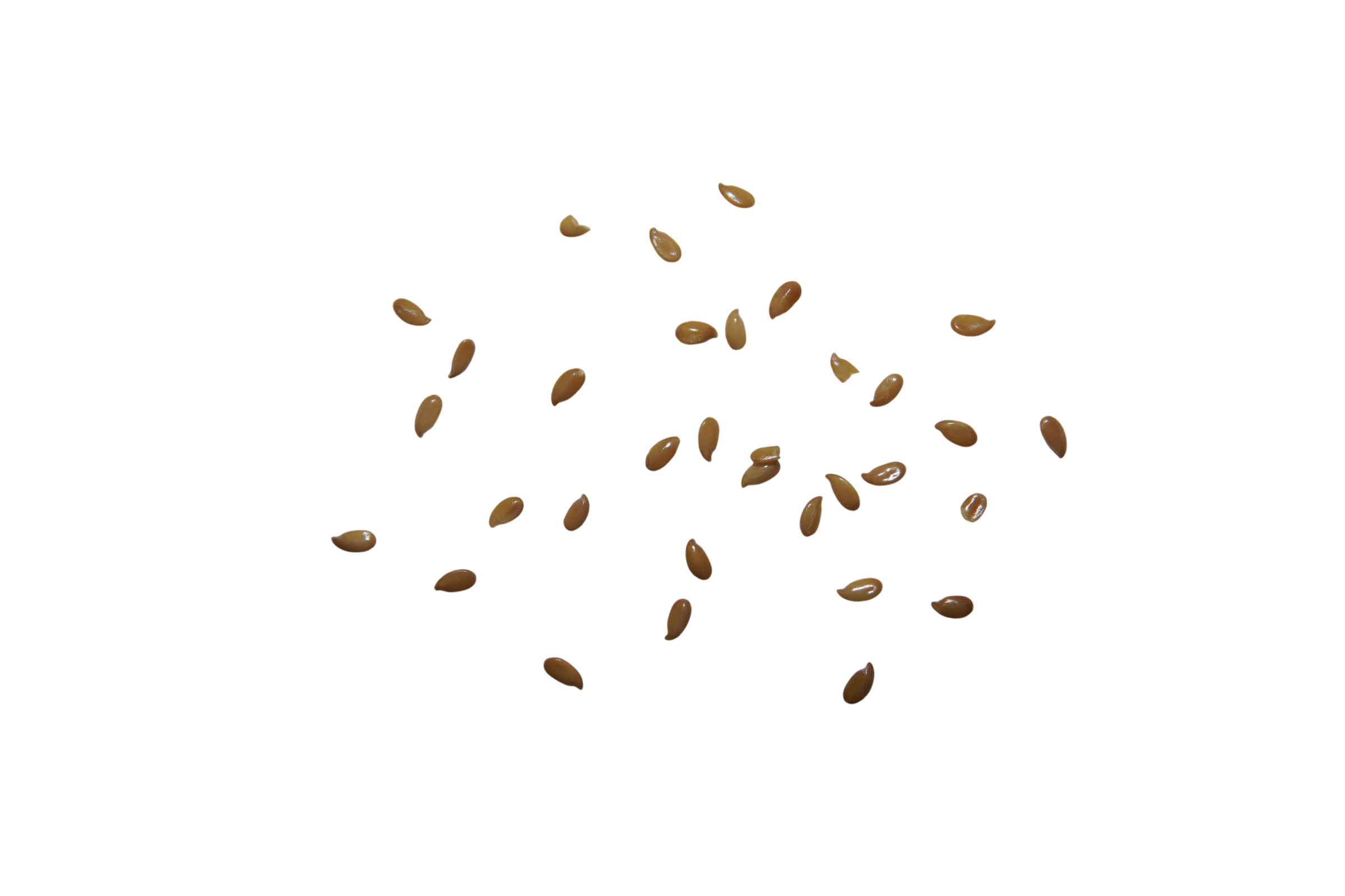 seed 4